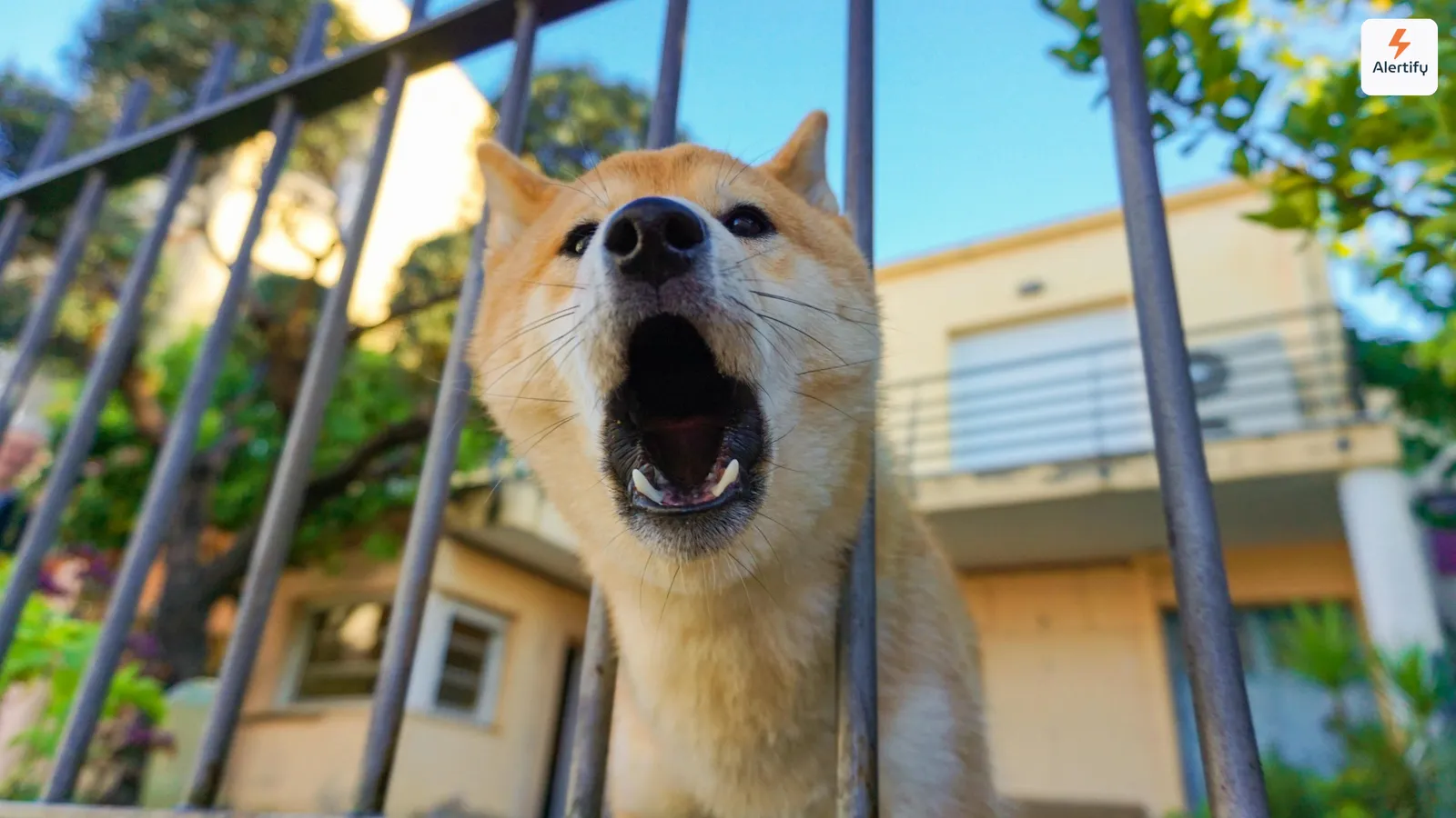 Perro ladrando entre los barrotes de una valla delante de una vivienda residencial
